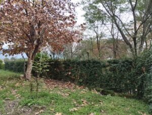 Terreno-calle-San-Luis-4-1